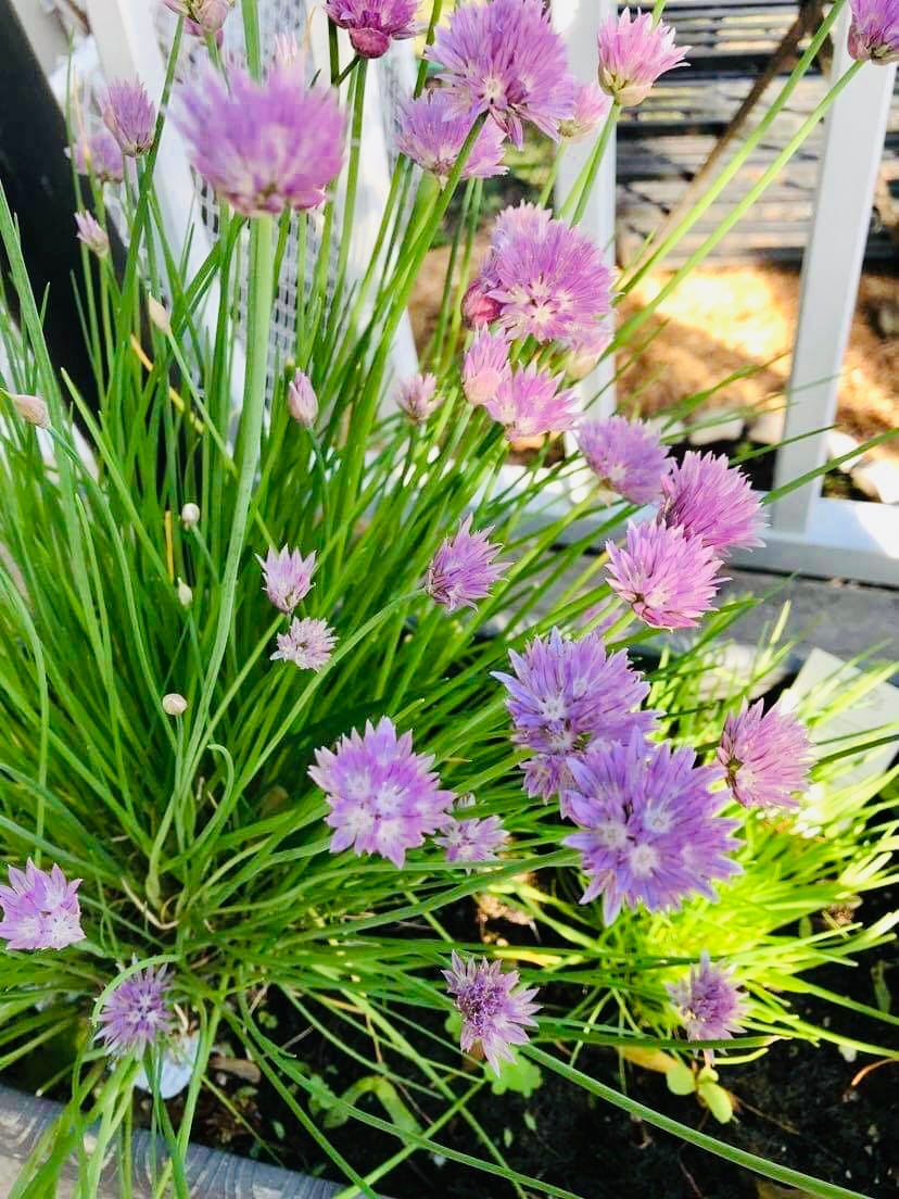 Growing chives and making chive blossom vinegar