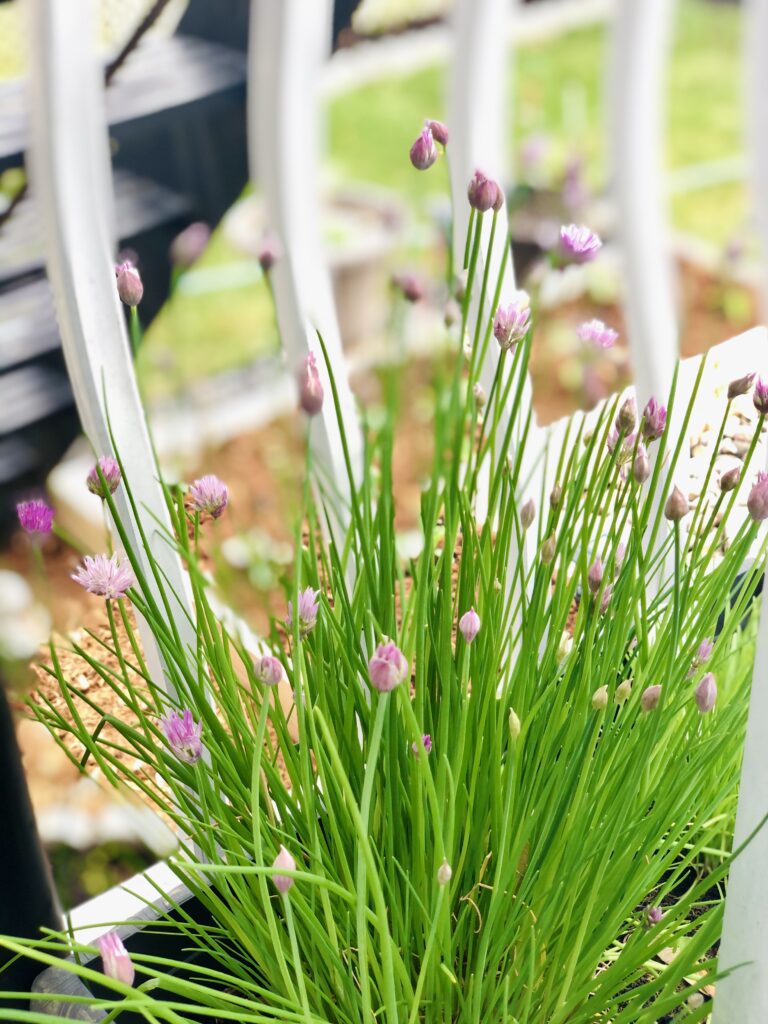 An easy way to enjoy beautiful chive flowers