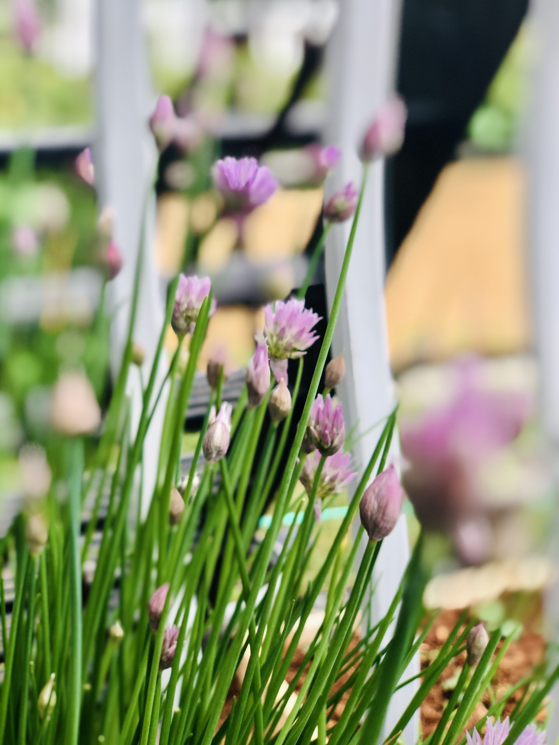 Growing chives and making chive blossom vinegar - Mia Kouppa, Greek
