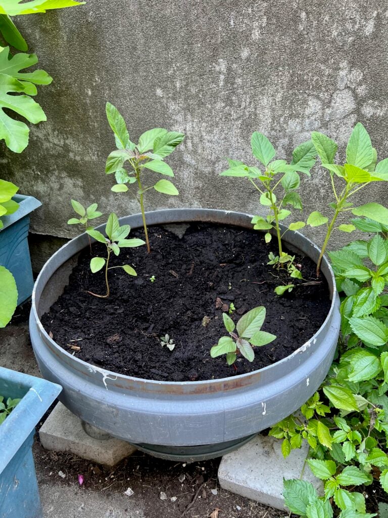 how to grow vlita, amaranth greens