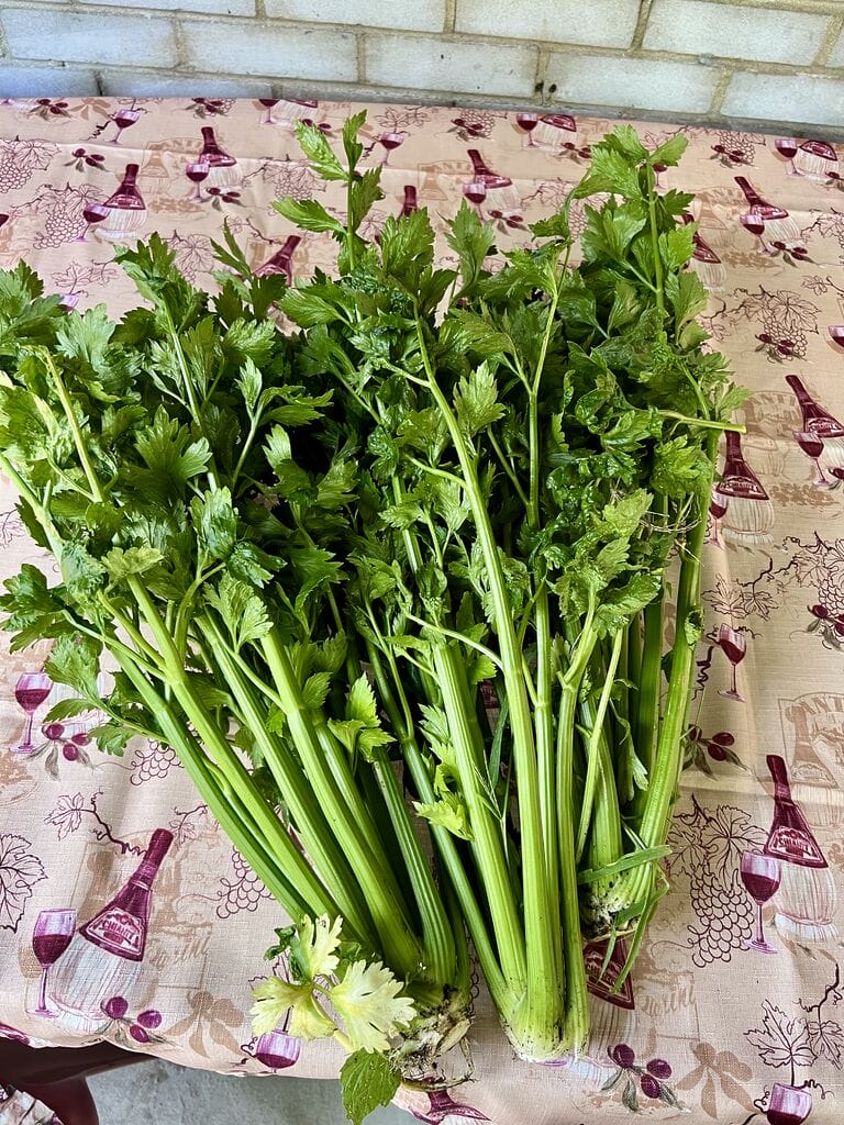 Celery.