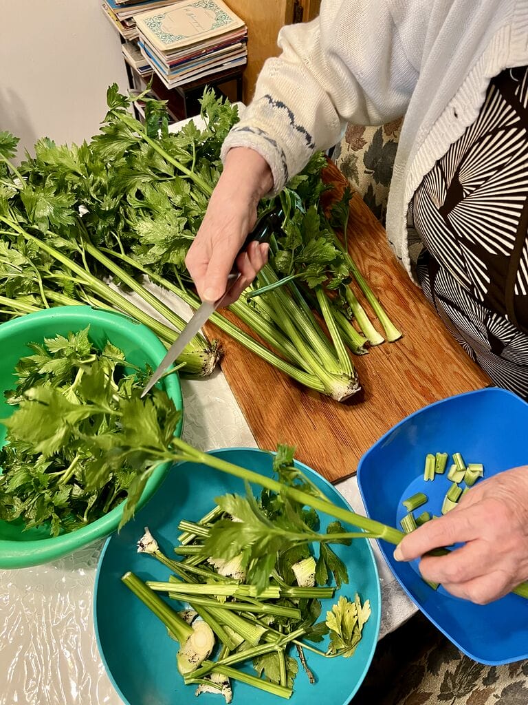Preparing the celery for blanching.
