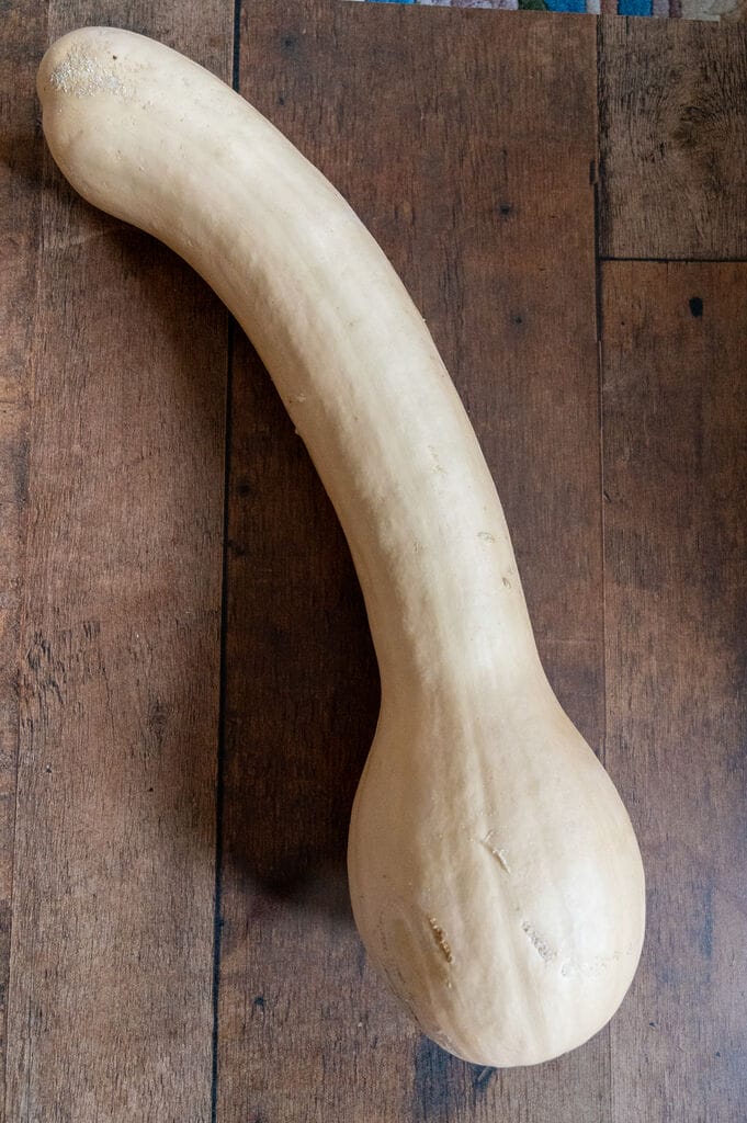 Picture of a garden squash.